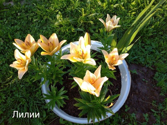 Милины цветочки Милины цветочки