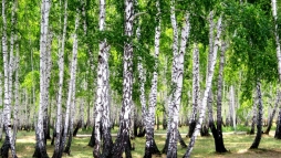 Зеленые приметы, улыбнуло))) Зеленые приметы, улыбнуло)))