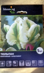 Луковичные. Посоветуйте как посадить. Луковичные. Посоветуйте как посадить.