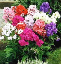 Флоксы метельчатые Флоксы метельчатые