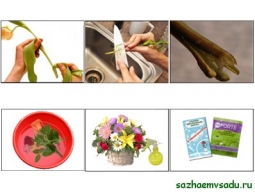 Как продлить жизнь срезанным цветам