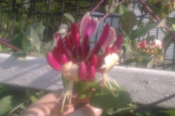 Опознавашки из розария