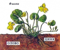 Использование растений в геологии Использование растений в геологии