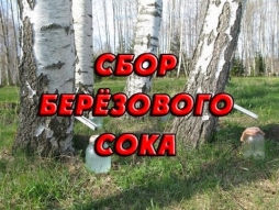 Березовые слезы Березовые слезы
