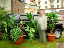 Пальма... напрокат Пальма... напрокат