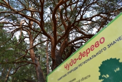 Причуды деревьев Причуды деревьев