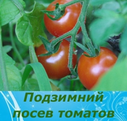 Подзимний посев томатов Подзимний посев томатов