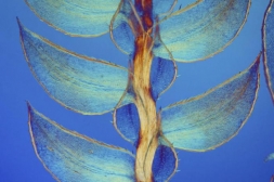 Под микроскопом - Nikon Small World Под микроскопом - Nikon Small World