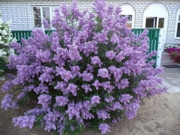 Персидская сирень Персидская сирень
