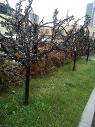Светодиодные деревья Светодиодные деревья