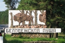 Вырубка Беловежской пущи ((( Вырубка Беловежской пущи (((