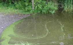 Битва с зеленой водой в водоемах Битва с зеленой водой в водоемах