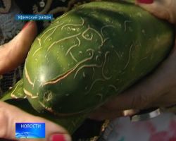 Священные знамения на овощах Священные знамения на овощах