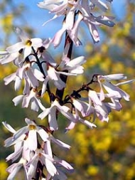 Абелиолистник - белая форзиция Абелиолистник - белая форзиция