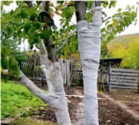 Белить или не белить ? Белить или не белить ?