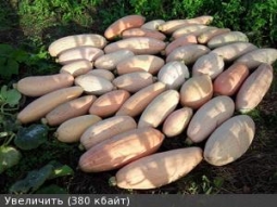 Тыква "Розовый банан" Тыква "Розовый банан"