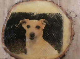 Фоторисунок на пне Фоторисунок на пне