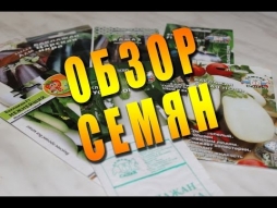 Сорта баклажан без горечи и семян Сорта баклажан без горечи и семян