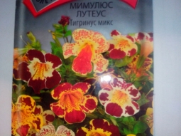 Рассада мимулюса Рассада мимулюса