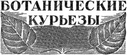 Ботанические курьезы Ботанические курьезы