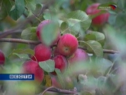 Осетинские яблоки Осетинские яблоки