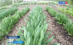 Сибирский чеснок Сибирский чеснок