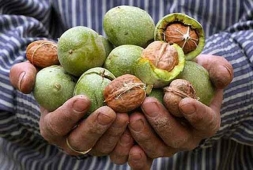 Рост объема урожая грецкого ореха Рост объема урожая грецкого ореха