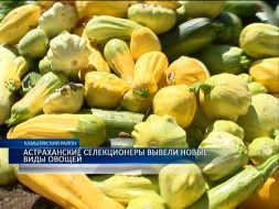 Патичок, тыквопат и кабаксон Патичок, тыквопат и кабаксон