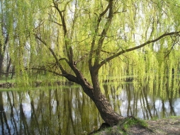 Кустарники и деревья, которые обеззараживают воду Кустарники и деревья, которые обеззараживают воду