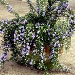 Ампельный розмарин Ампельный розмарин