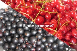 Что полезнее: красная или черная смородина Что полезнее: красная или черная смородина