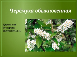 Черемуха - дерево или кустарник? Черемуха - дерево или кустарник?