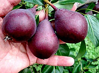 Красная груша Красная груша