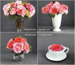 Продлить жизнь срезанным цветам Продлить жизнь срезанным цветам