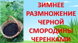 Размножение смородины черенками зимой Размножение смородины черенками зимой