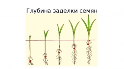 Глубина заделки семян Глубина заделки семян