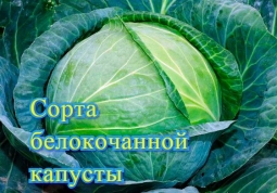 Капустный график Капустный график