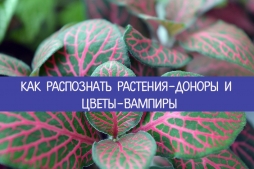 Энергетика растений Энергетика растений