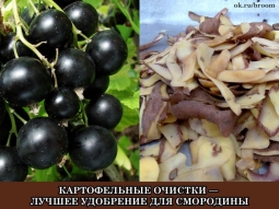 Картофельные очистки для смородины Картофельные очистки для смородины