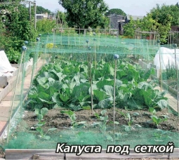Сетка от бабочек Сетка от бабочек
