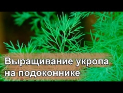 Почему на подоконнике может не расти укроп Почему на подоконнике может не расти укроп