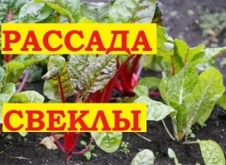Свекла - рассадой Свекла - рассадой