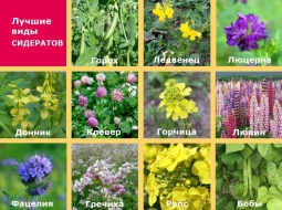 Растения-сидераты Растения-сидераты