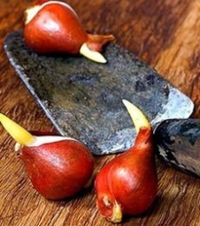 Побег луковиц Побег луковиц