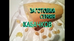 Польза семян кабачков