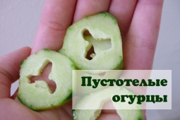 Почему у огурца пусто в серединке Почему у огурца пусто в серединке