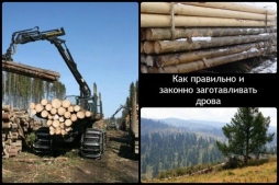 Как законно собирать дрова? Как законно собирать дрова?