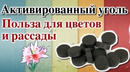Полезный черный порошок Полезный черный порошок