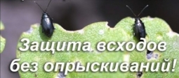 Земляные блошки Земляные блошки