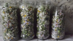Цветки картофеля: лечебные свойства, показания и применение Цветки картофеля: лечебные свойства, показания и применение
